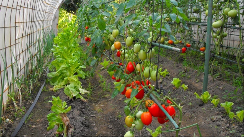 Huerta completa en casa