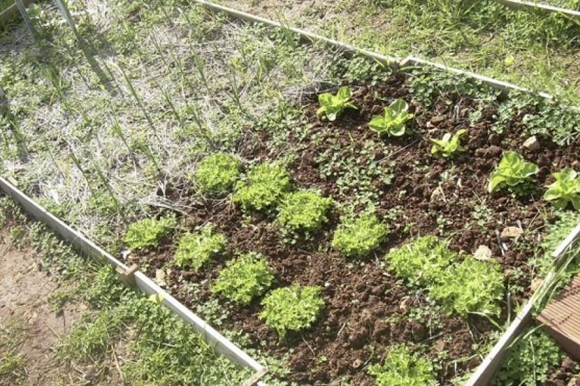 Huerta en casa