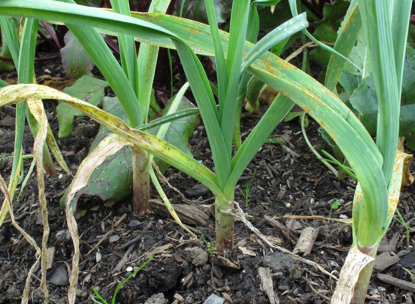 Planta de ajo