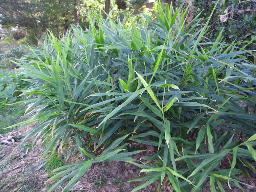 Zingiber officinale