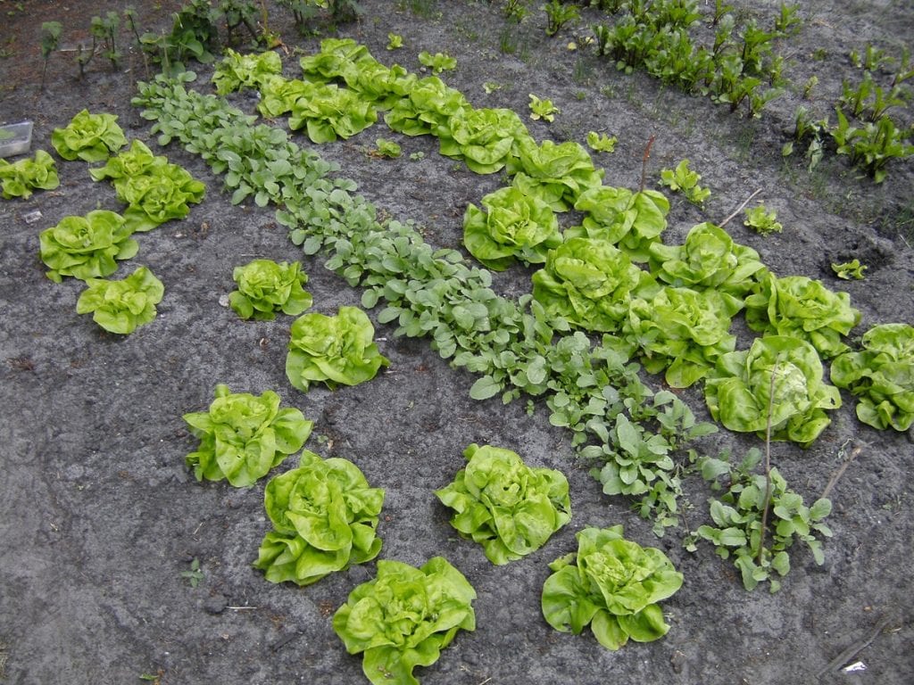 Lechugas en el huerto