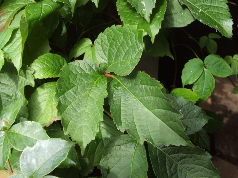 Podar parra