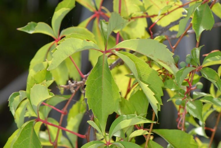 Hojas de parra virgen, del género Parthenocissus