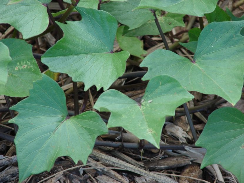 Hojas del boniato