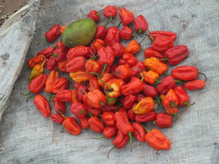 Piri-piri