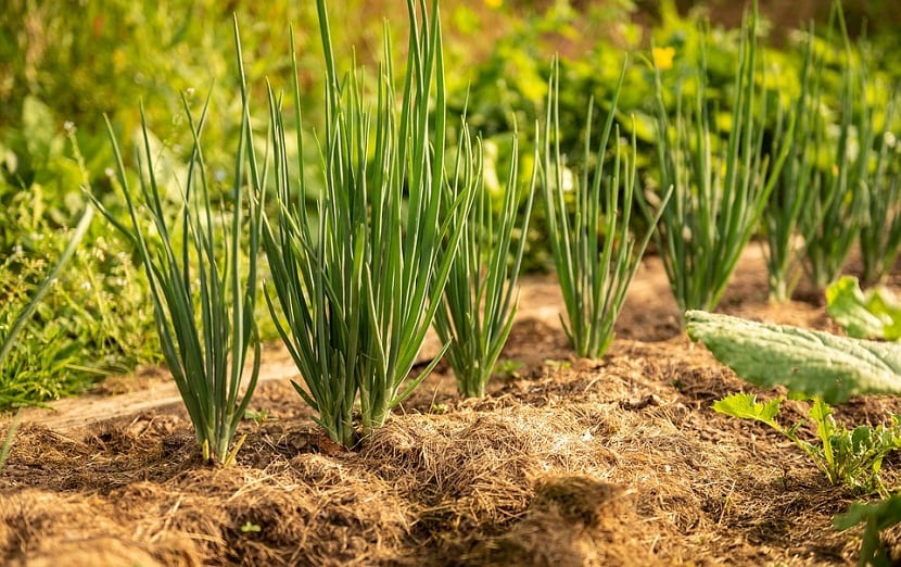 Cómo plantar cebollas paso a paso en el huerto