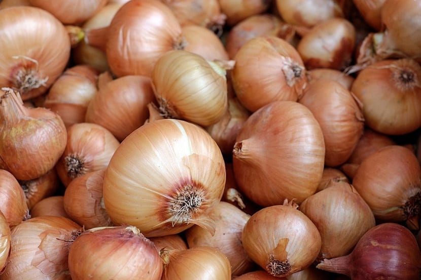 Las cebollas tienen tres colores principales, blanco, rojo y dorado, cada una de ellas con un sabor que las diferencia.
