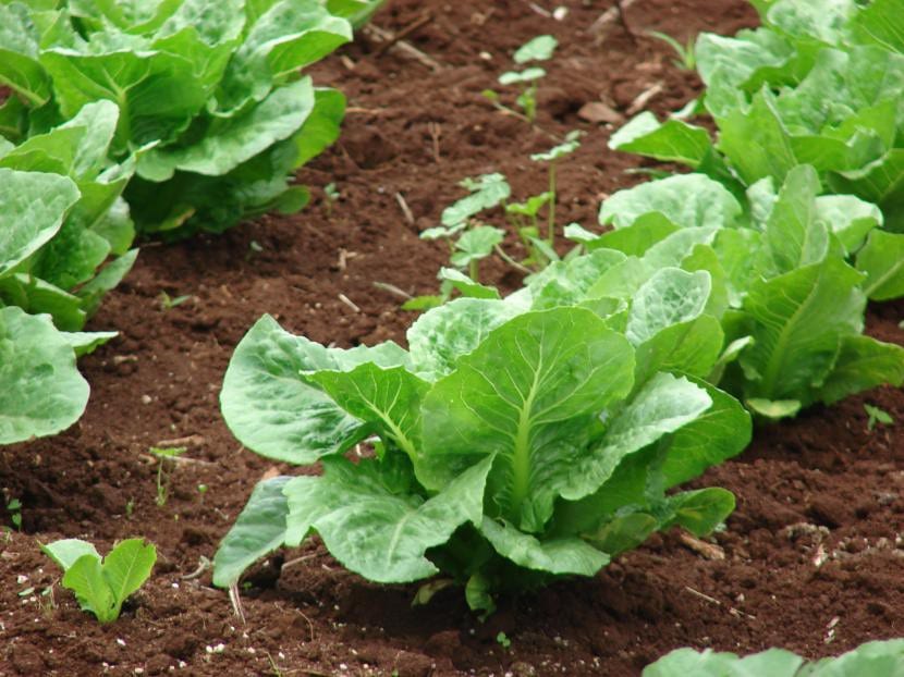 La lechuga es una planta de muy fácil cultivo para los niños