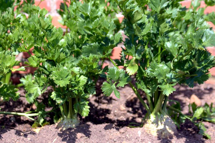 Plantas de apio