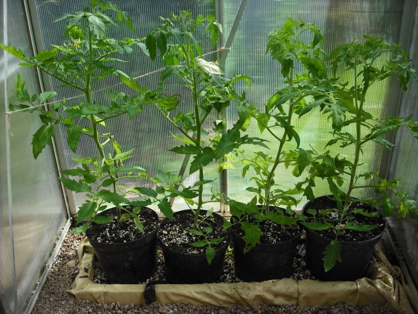 Plantas de tomate