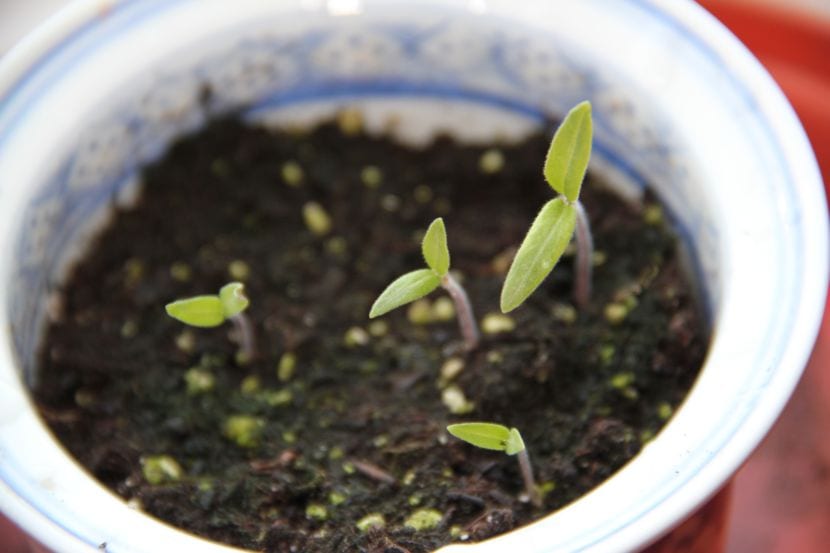 Plantines de tomatera