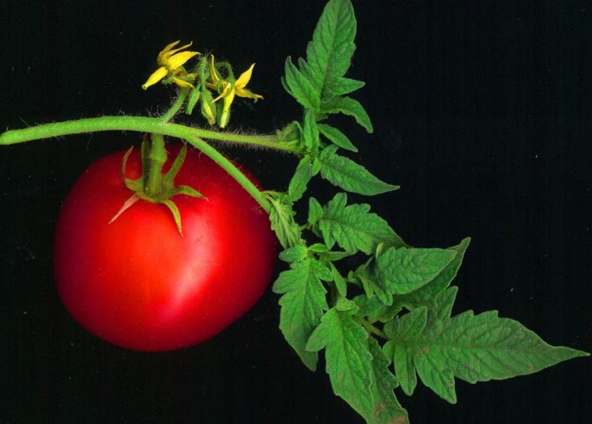 Tomates y pimientos desde semilla: semillero paso a paso