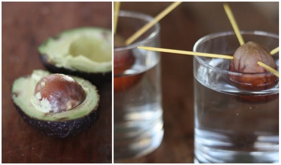 Aguacate