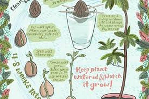 Cómo tener un árbol de aguacate en casa desde el hueso