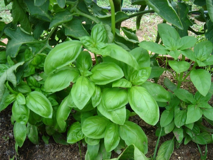 Albahaca, un planta aromática