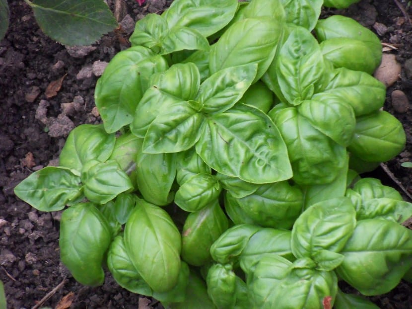 Albahaca, un planta intensa