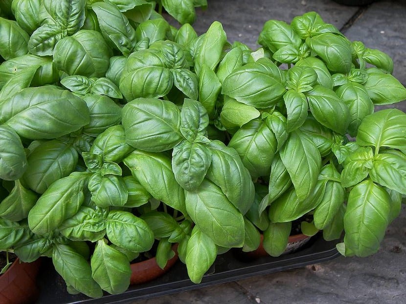 Albahaca