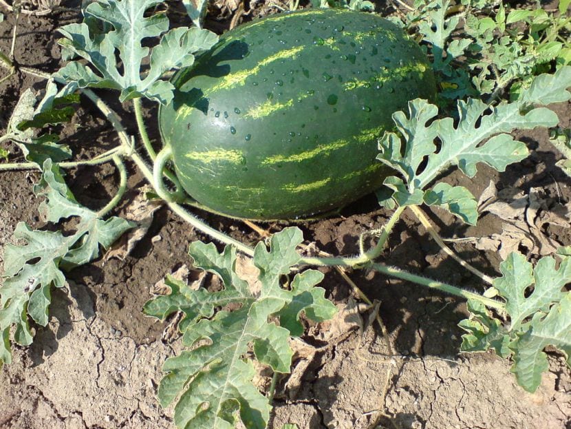 Cuándo cosechar la sandía y cómo cortarla sin errores