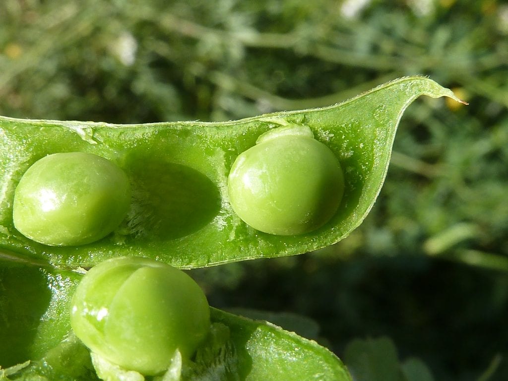 Cuándo y cómo sembrar guisantes en el huerto