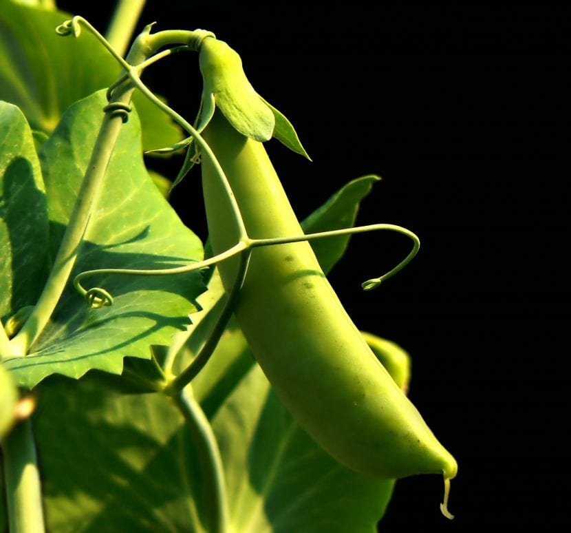 Planta del guisante