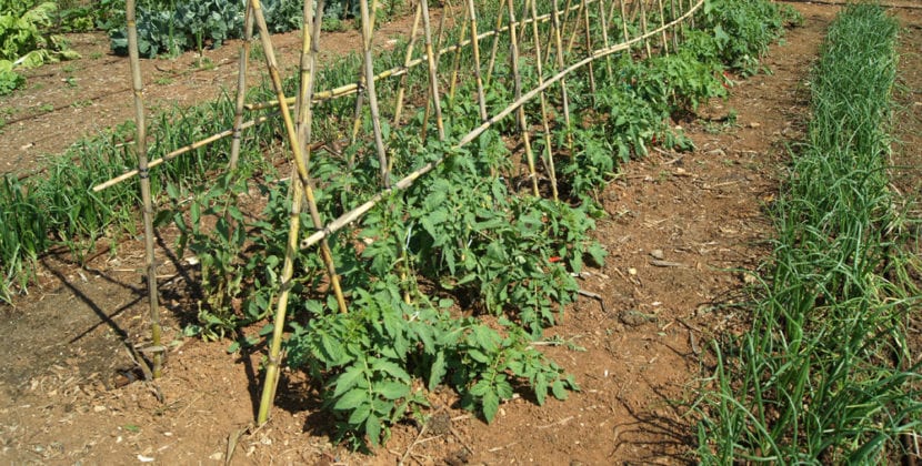 Huerto de tomates