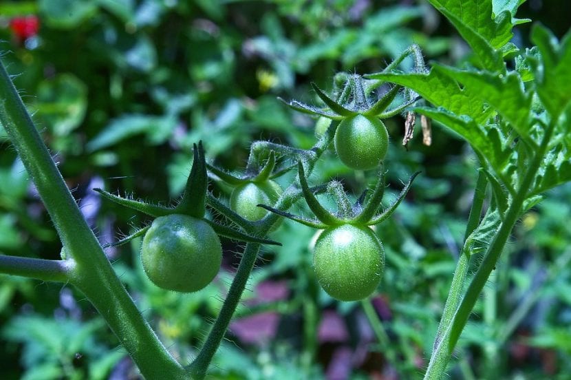 Planta de tomates