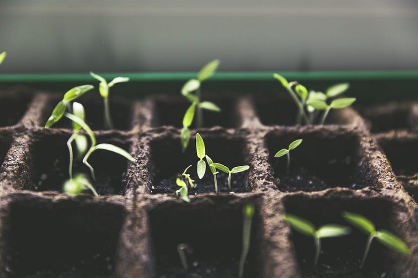 mesa cultivo casera