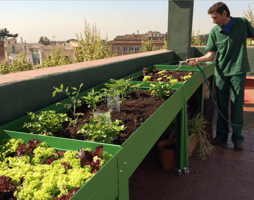 cuidados necesarios si plantamos en casa