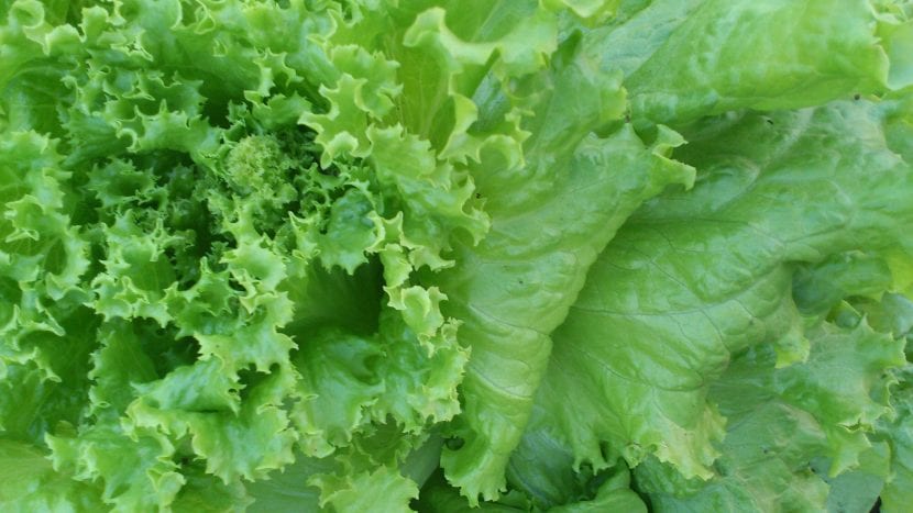 Lechuga