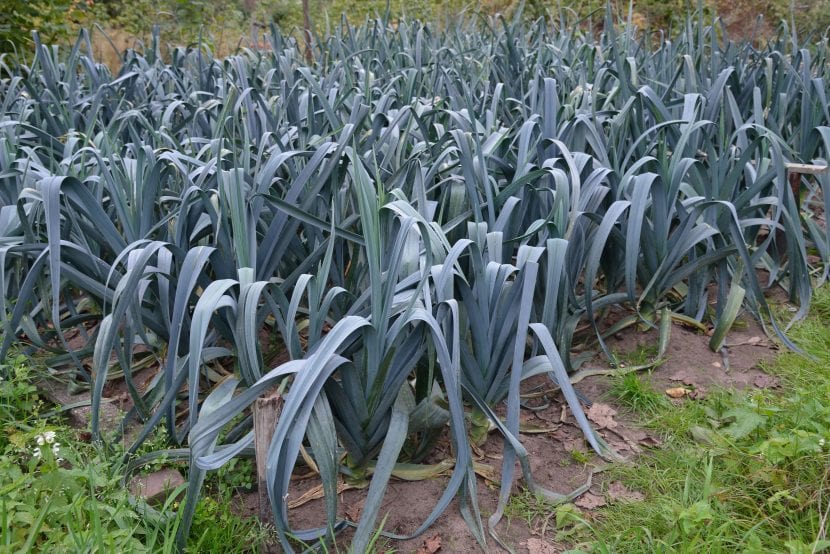 Plantación de puerros en un huerto
