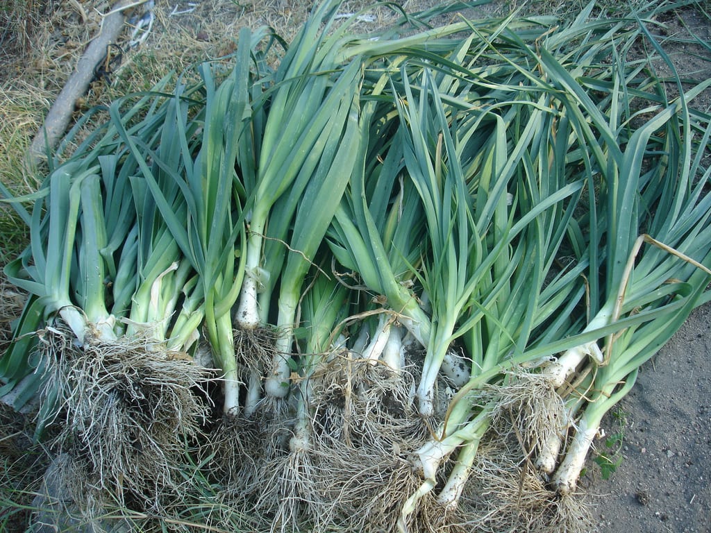 Cuándo plantar puerros: siembra, trasplante y aporcado
