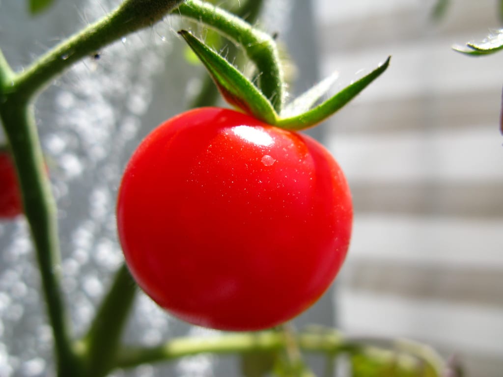 Cuándo plantar tomates según tu clima y tu suelo