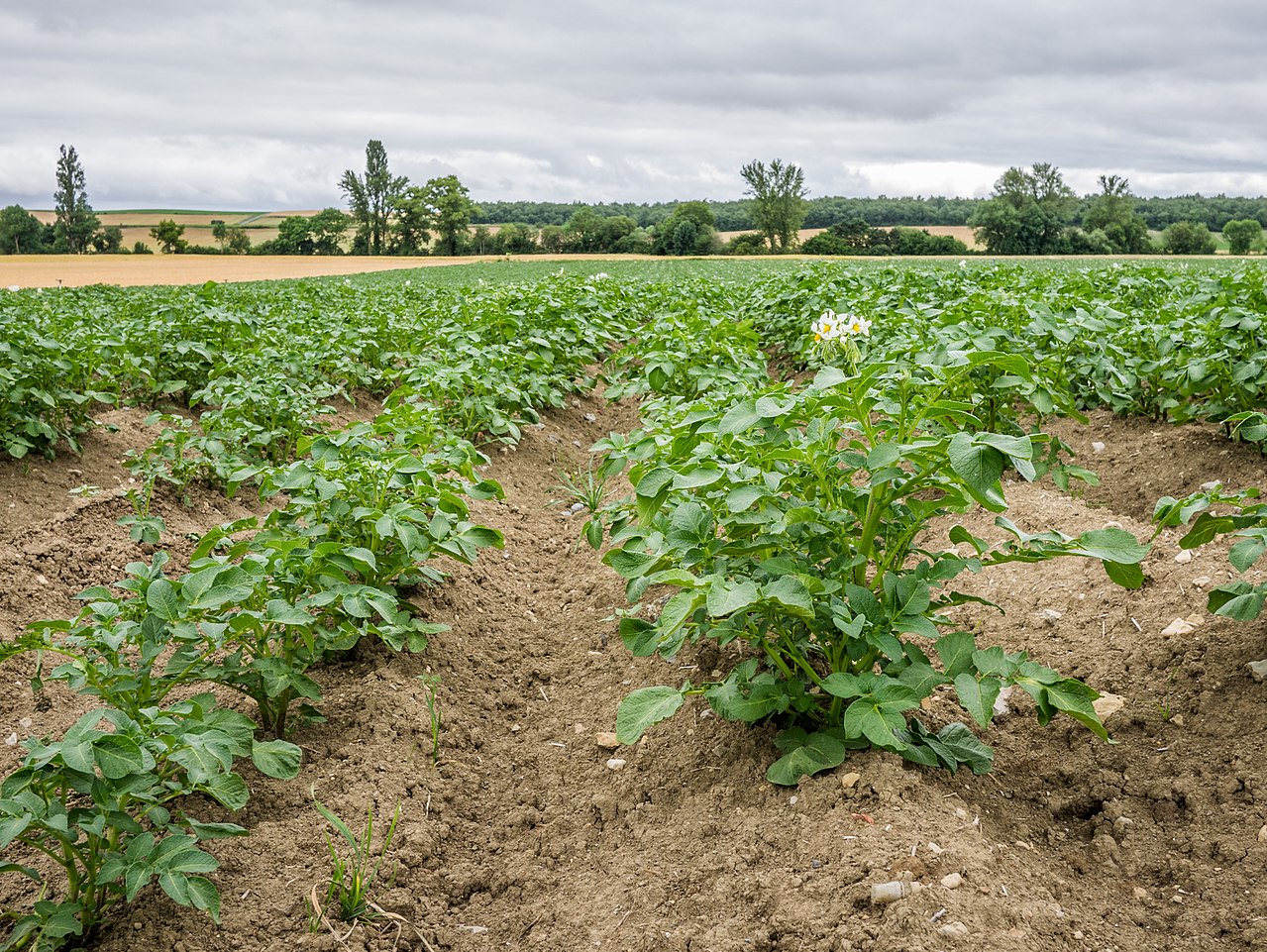 Cuándo regar las patatas y cuándo dejar de hacerlo