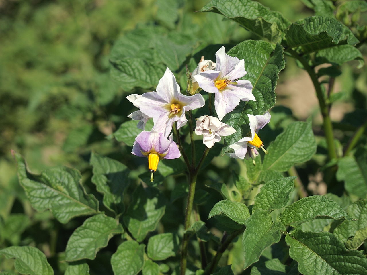 El Solanum tuberosum es el nombre científico de la patata