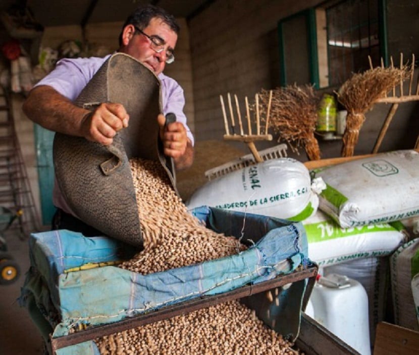 como se cultiva el garbanzo
