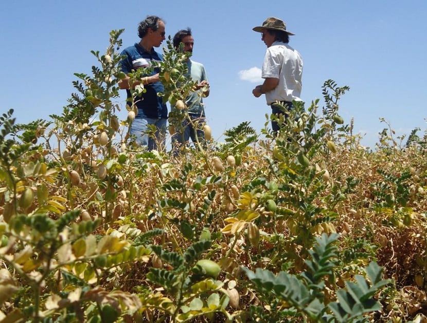 cual es la fecha del cultivo de los garbanzos