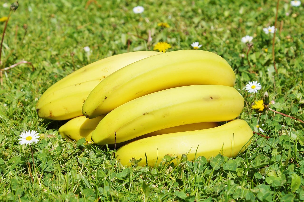 Cuándo se recolecta el plátano y cómo cortar el racimo