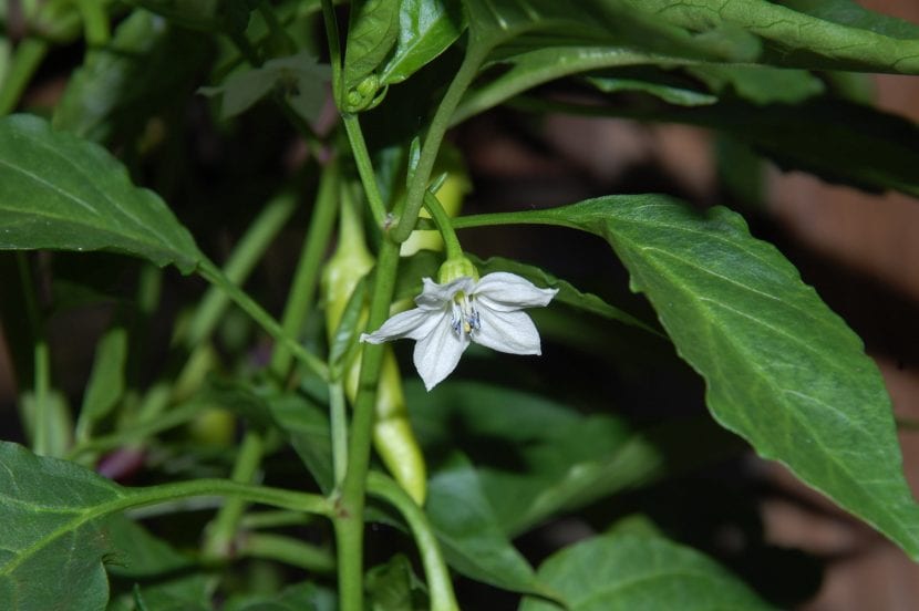 Planta de chile en flor