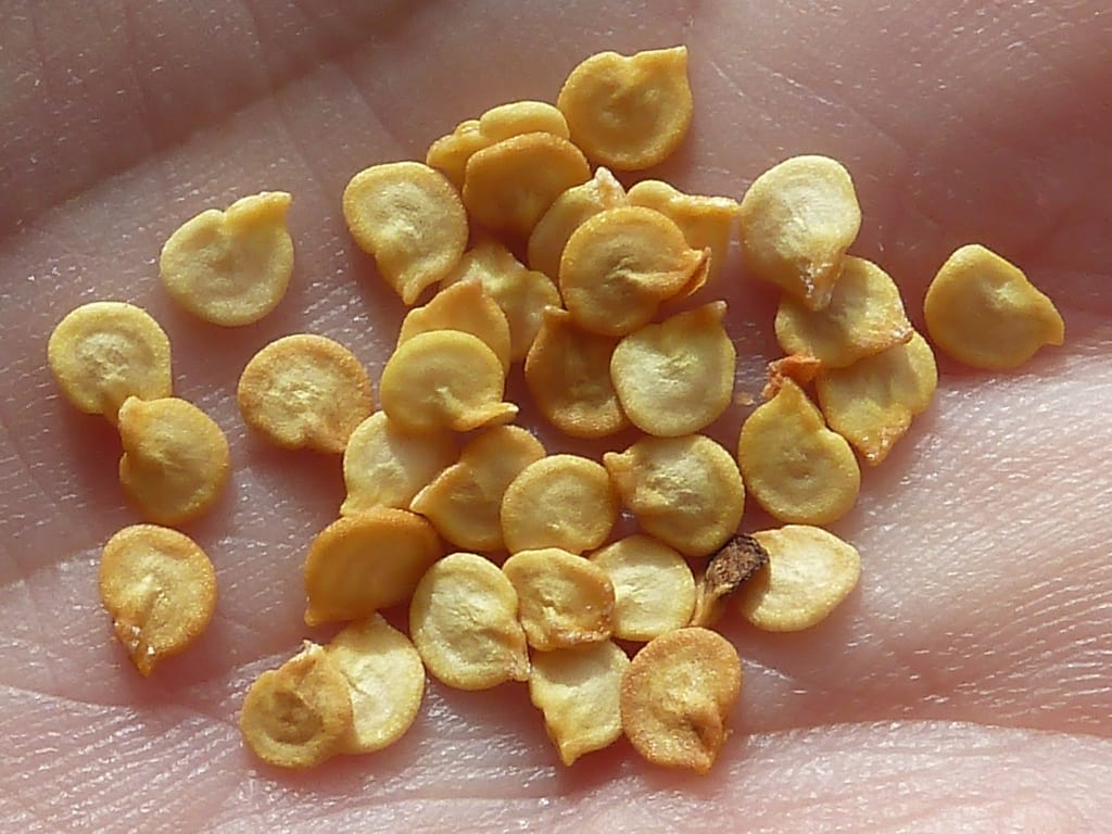 Cuándo y cómo sembrar pimientos: semillero, fechas y trasplante