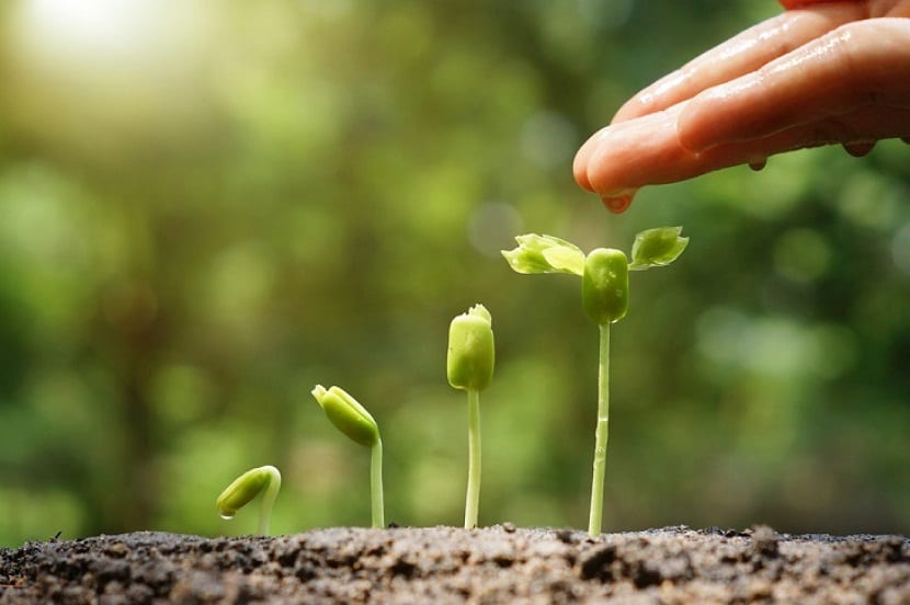 La soja es una planta que forma parte de la familia fabaceace o también conocida como las leguminosas