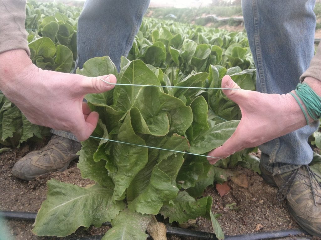 Atar lechugas es importante para que no florezcan