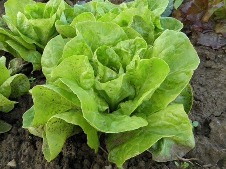 Lechuga romana desarrollada en el huerto