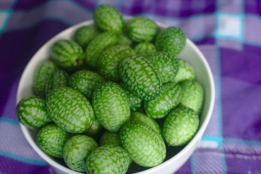 Frutos de cucamelón, Melothria scabra, con su piel rayada