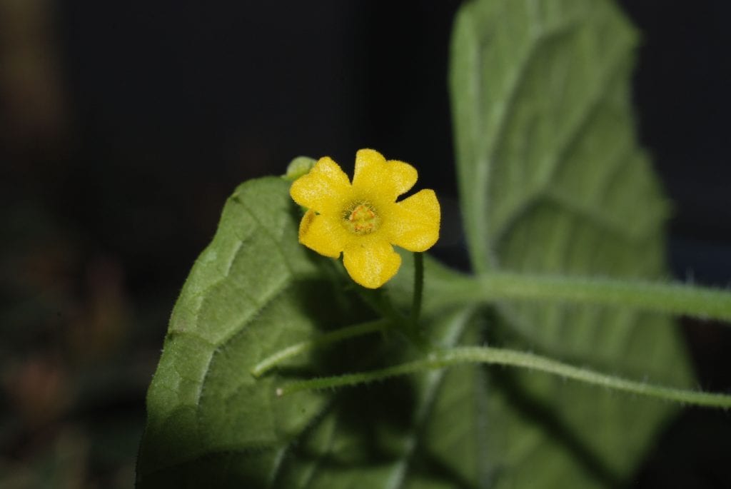 Flor de cucamelon