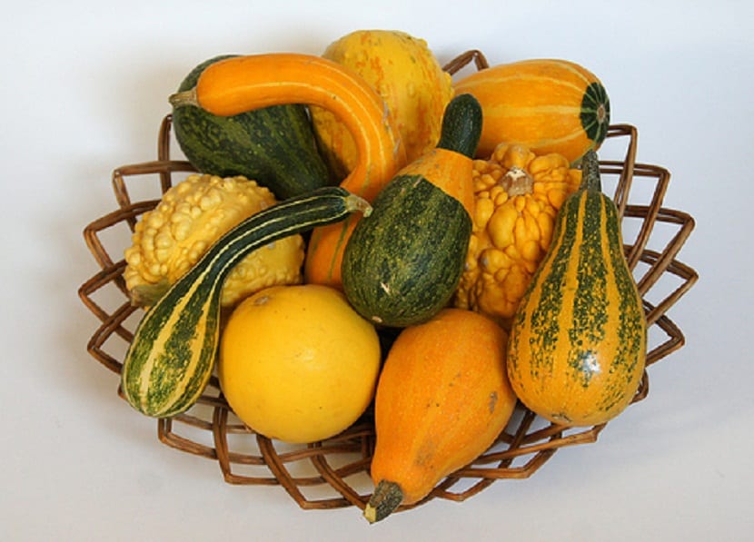 calabaza y cucurbitaceas
