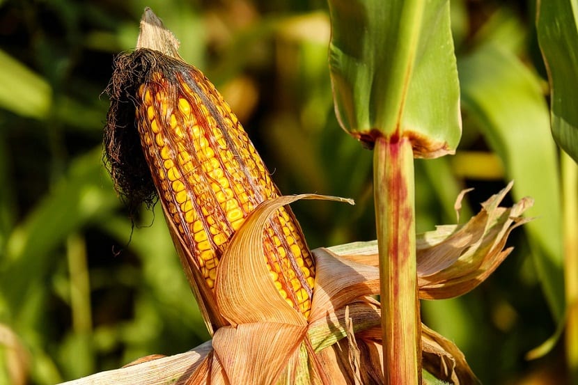 Cultivo del maíz: siembra, riego y abonado en el huerto