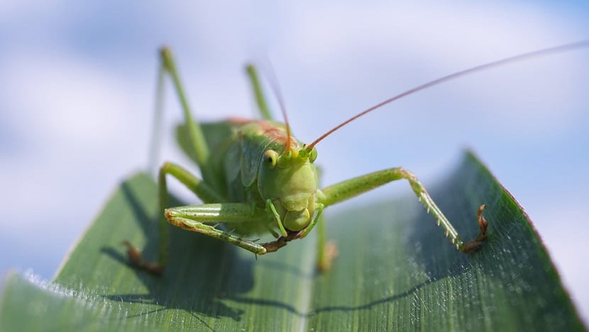 insectos que se alimentan de maiz