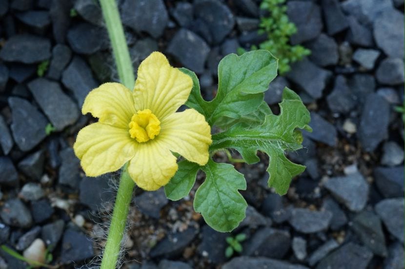 Flor de sandía