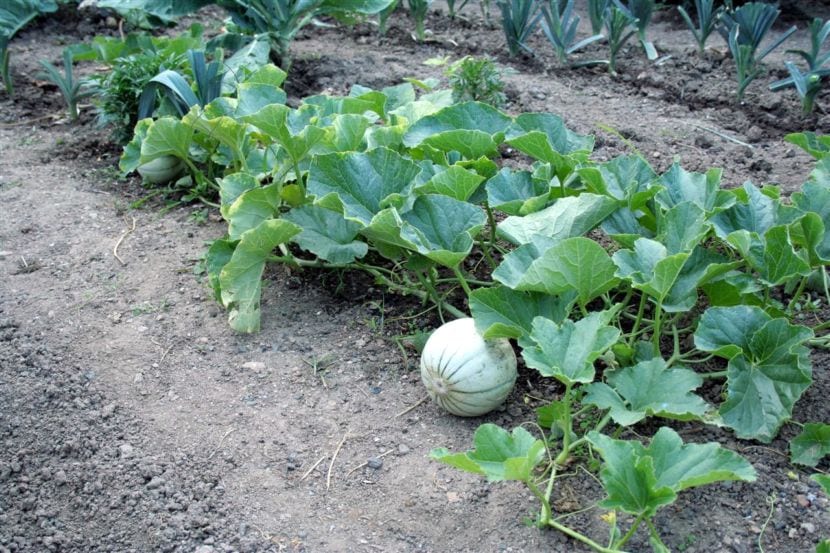 Planta de melón