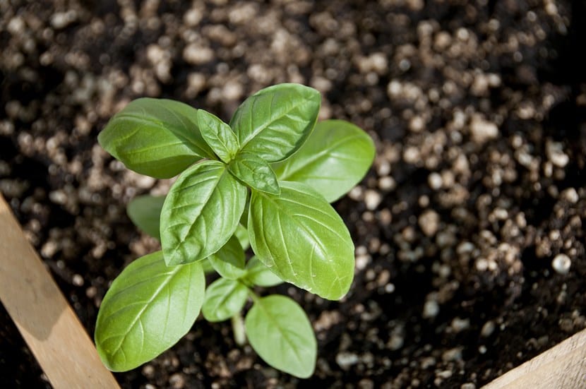Albahaca genovesa
